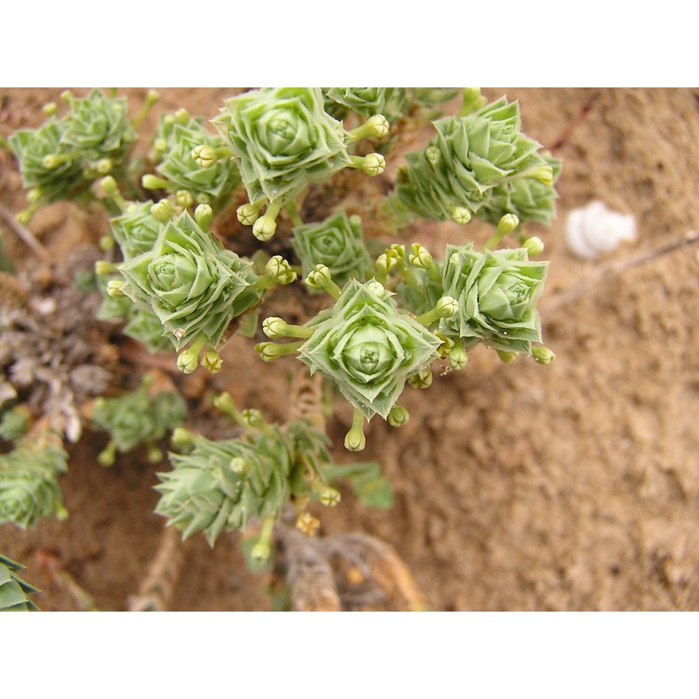 crucianella maritima l.