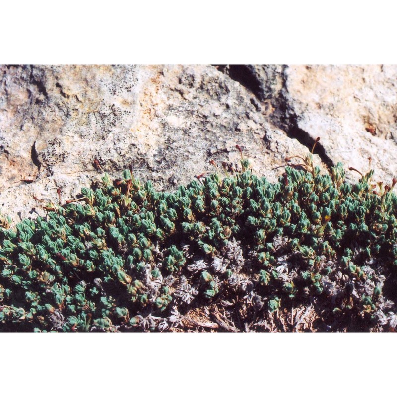 crucianella rupestris guss.