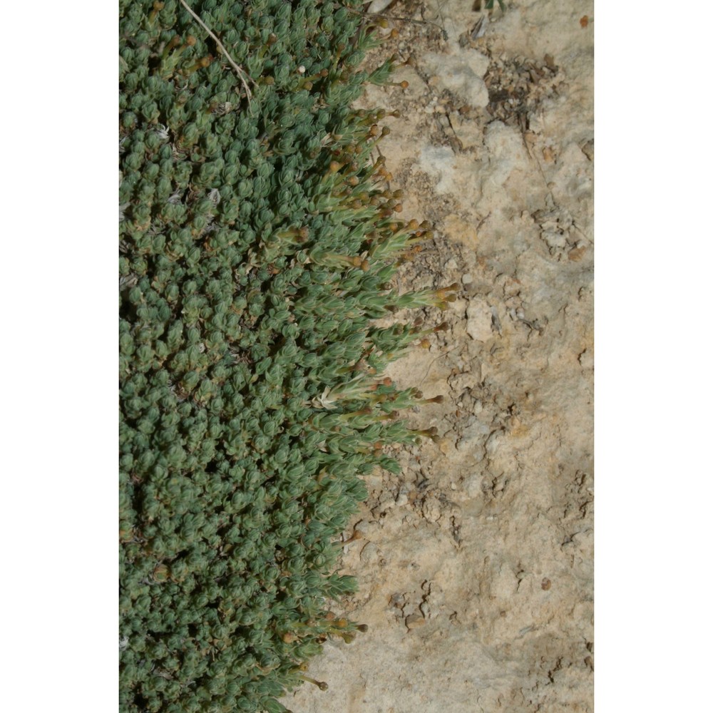 crucianella rupestris guss.