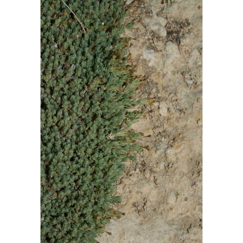 crucianella rupestris guss.