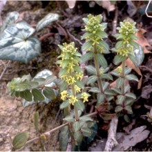 cruciata glabra (l.) ehrend.