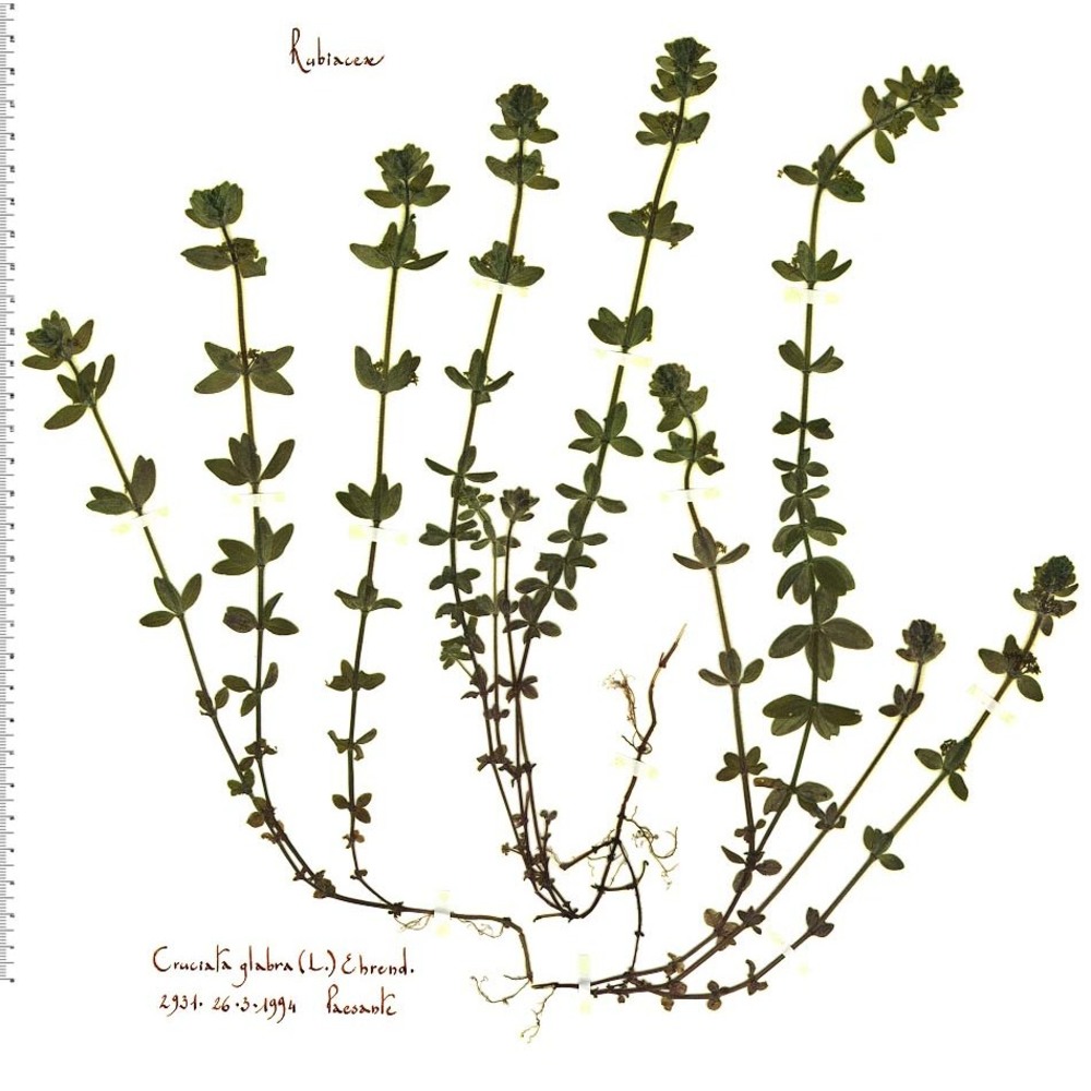 cruciata glabra (l.) ehrend.