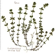 cruciata glabra (l.) ehrend.