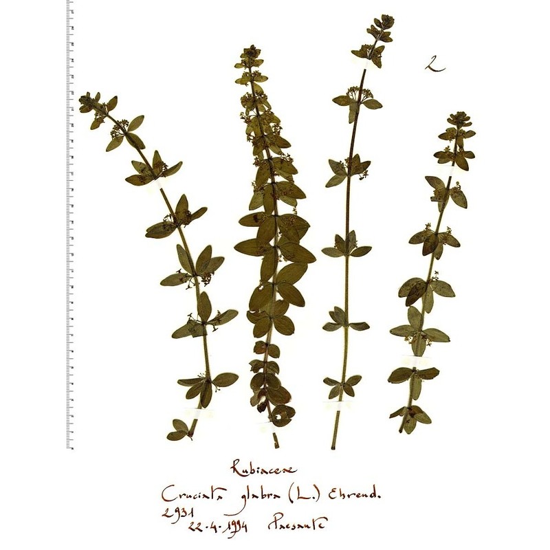 cruciata glabra (l.) ehrend.