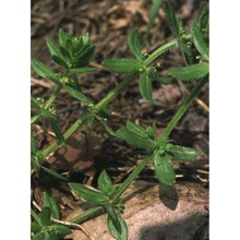 cruciata pedemontana (bellardi) ehrend.