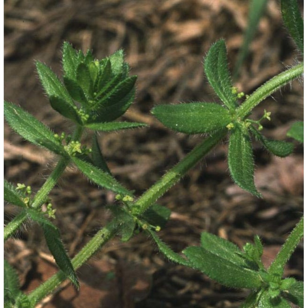 cruciata pedemontana (bellardi) ehrend.