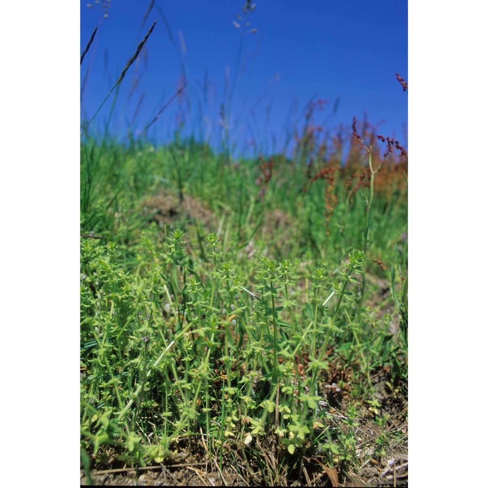 cruciata pedemontana (bellardi) ehrend.