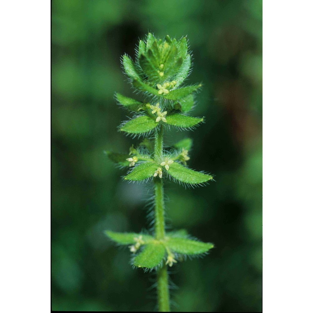 cruciata pedemontana (bellardi) ehrend.