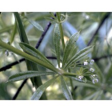 galium aparine l.