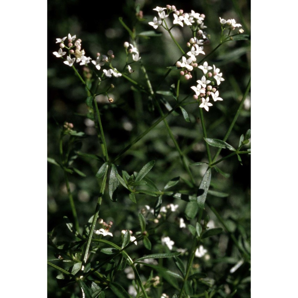 galium boreale l.