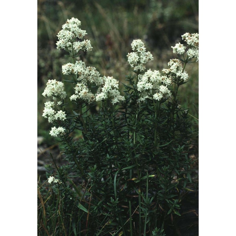 galium boreale l.