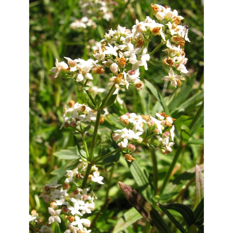 galium boreale l.