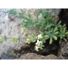 galium caprarium natali