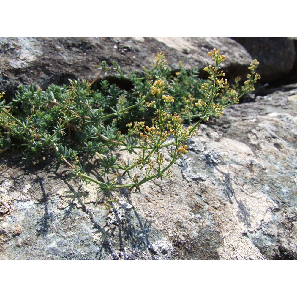 galium caprarium natali