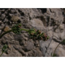 galium cinereum all.