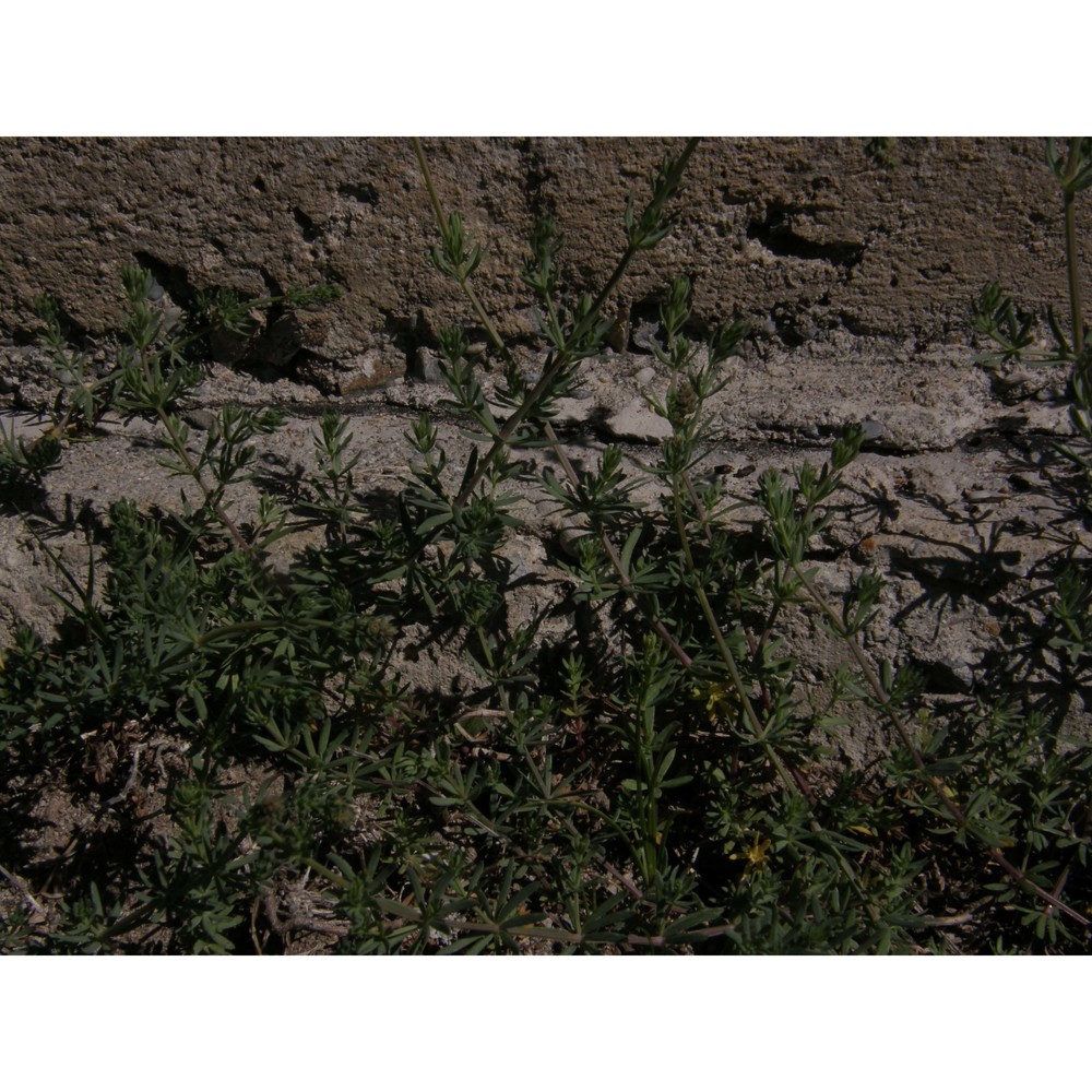 galium cinereum all.