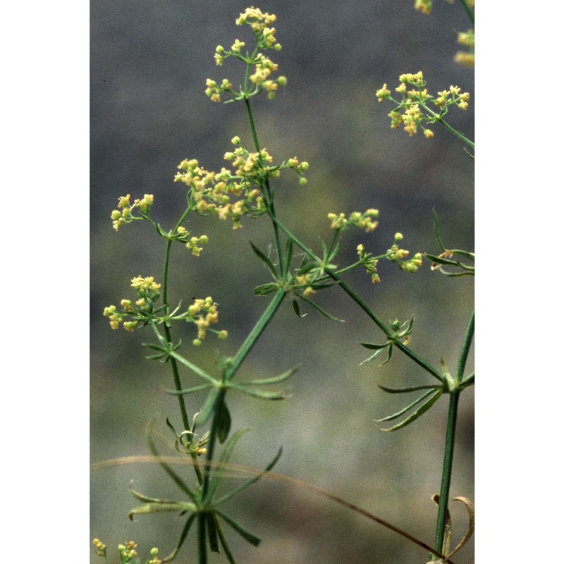 galium corrudifolium vill.