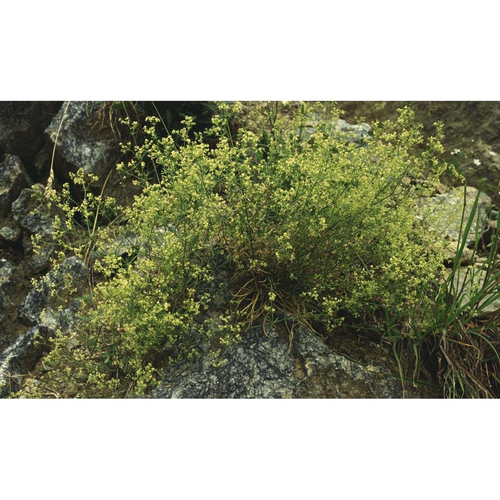 galium corrudifolium vill.