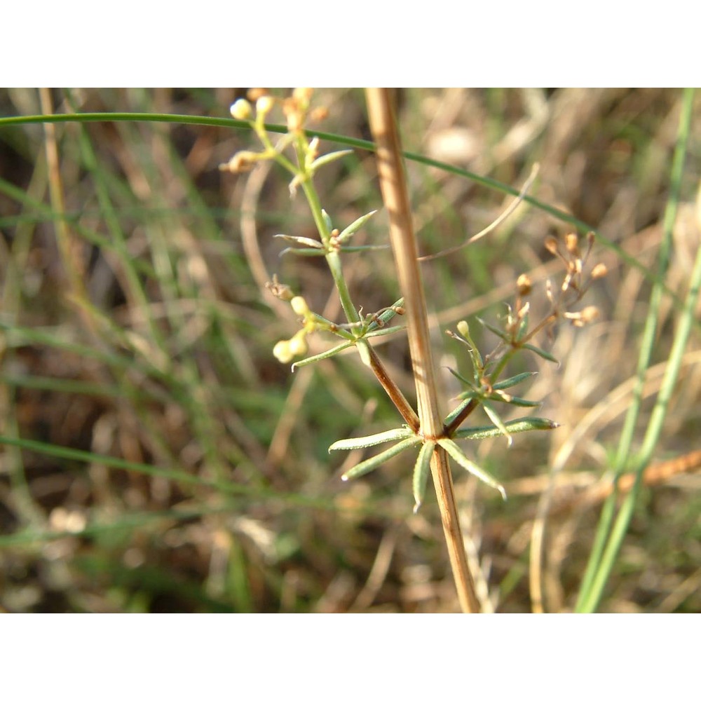 galium corrudifolium vill.