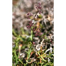 galium corsicum spreng.