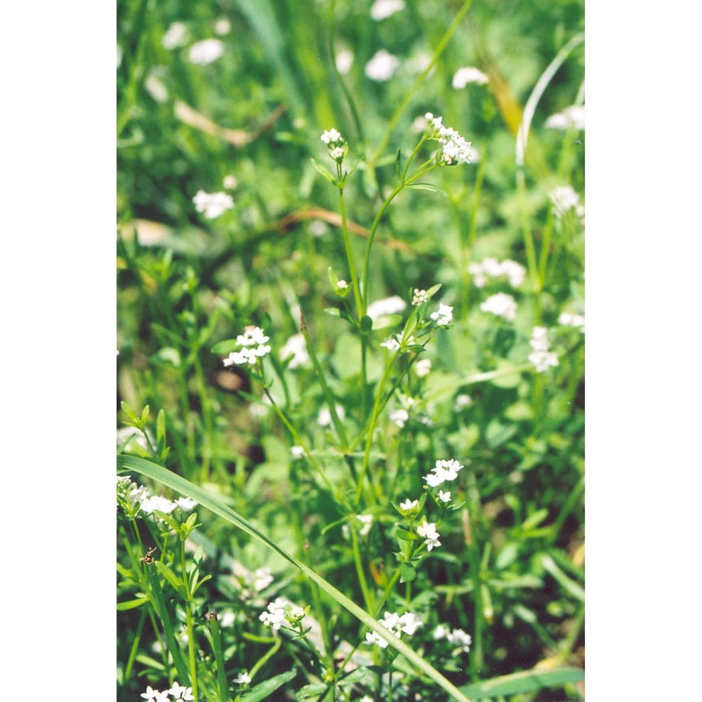 galium debile desv.