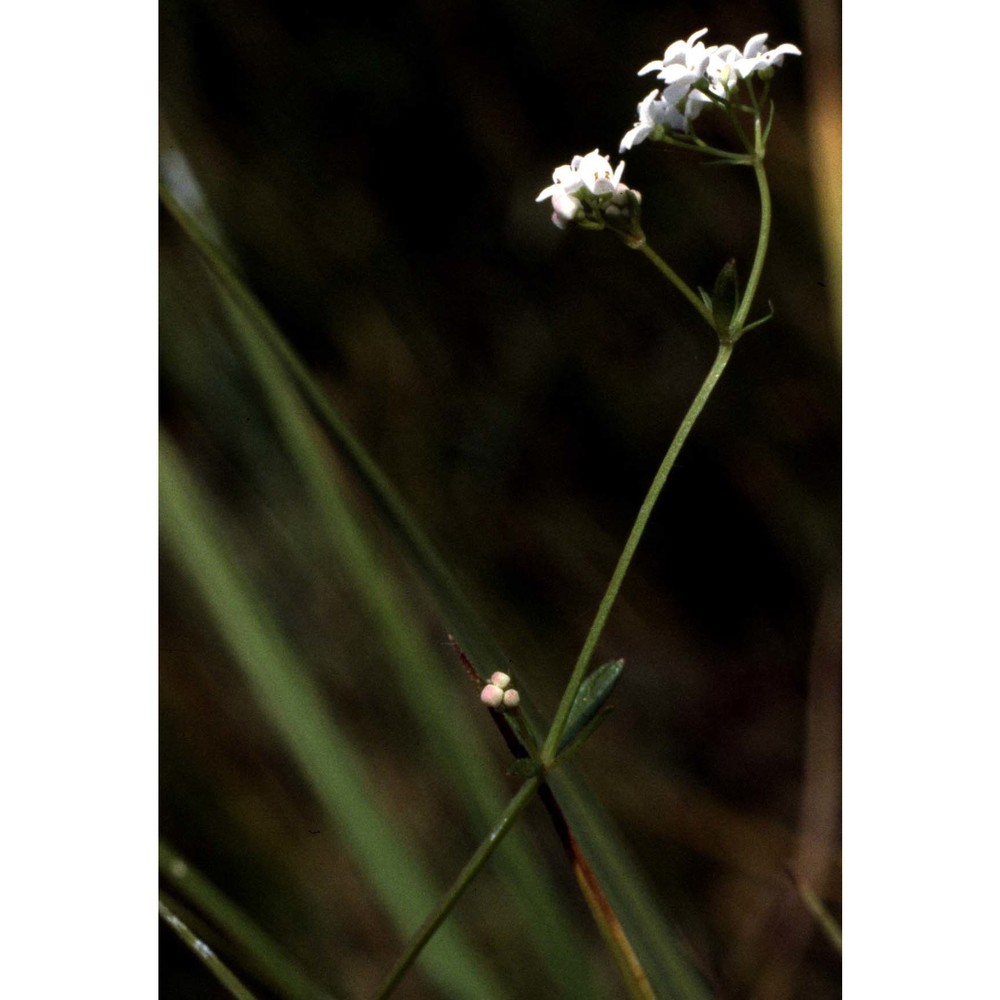 galium debile desv.