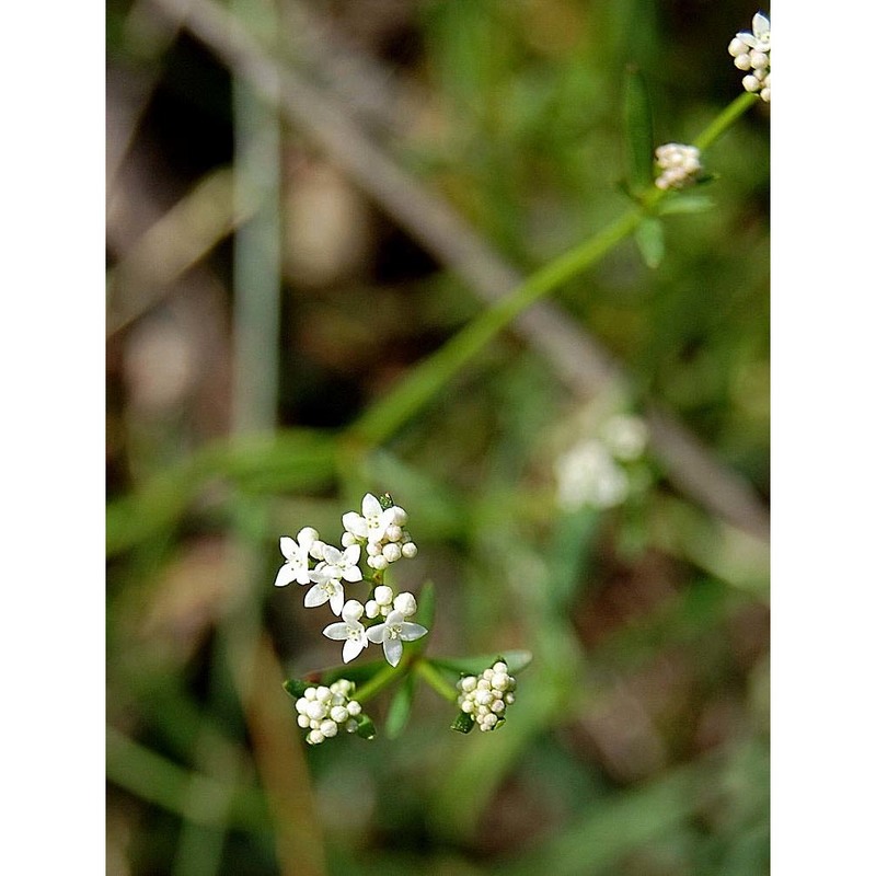 galium debile desv.