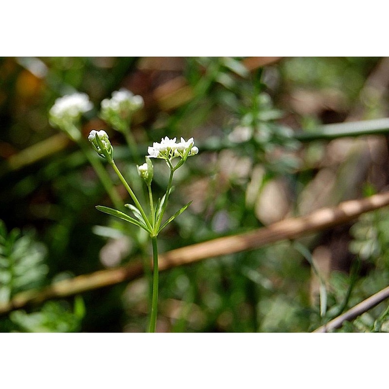 galium debile desv.