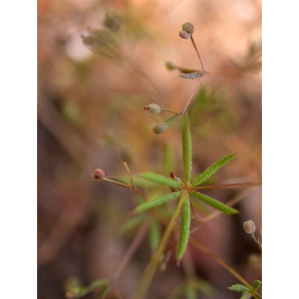 galium divaricatum lam.