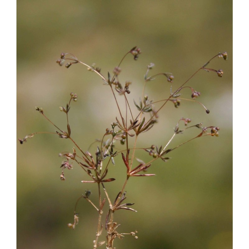 galium divaricatum lam.