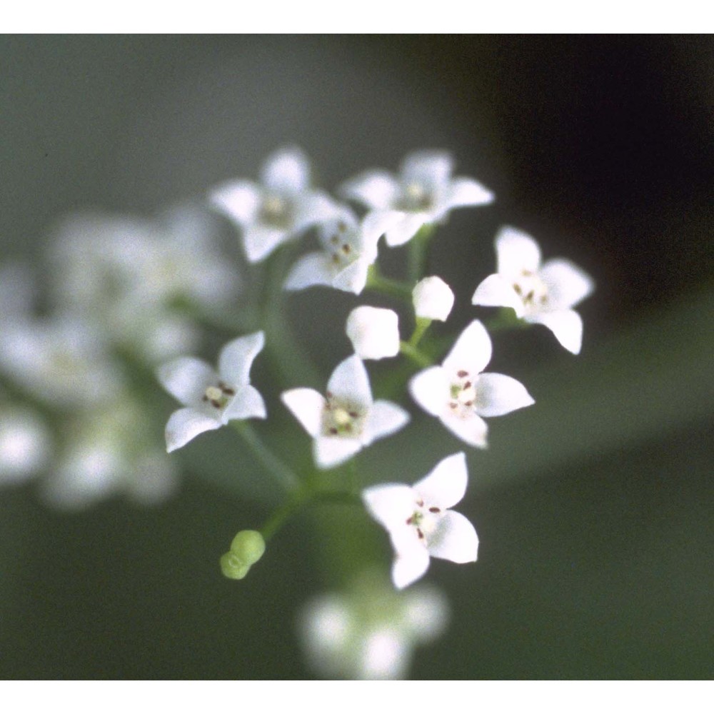 galium elongatum c. presl