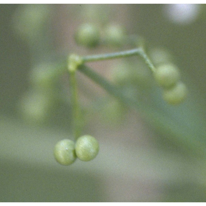 galium elongatum c. presl