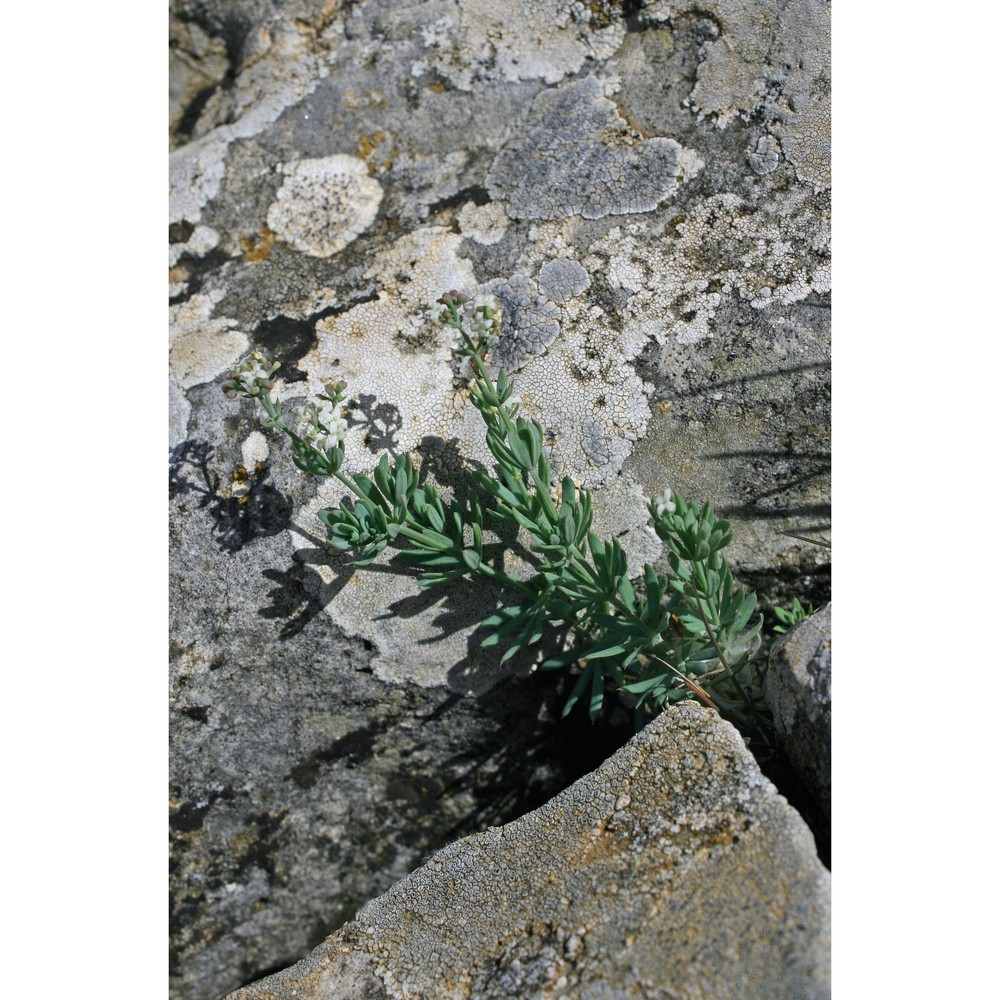 galium glaucophyllum schmid