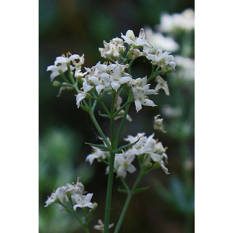 galium glaucophyllum schmid