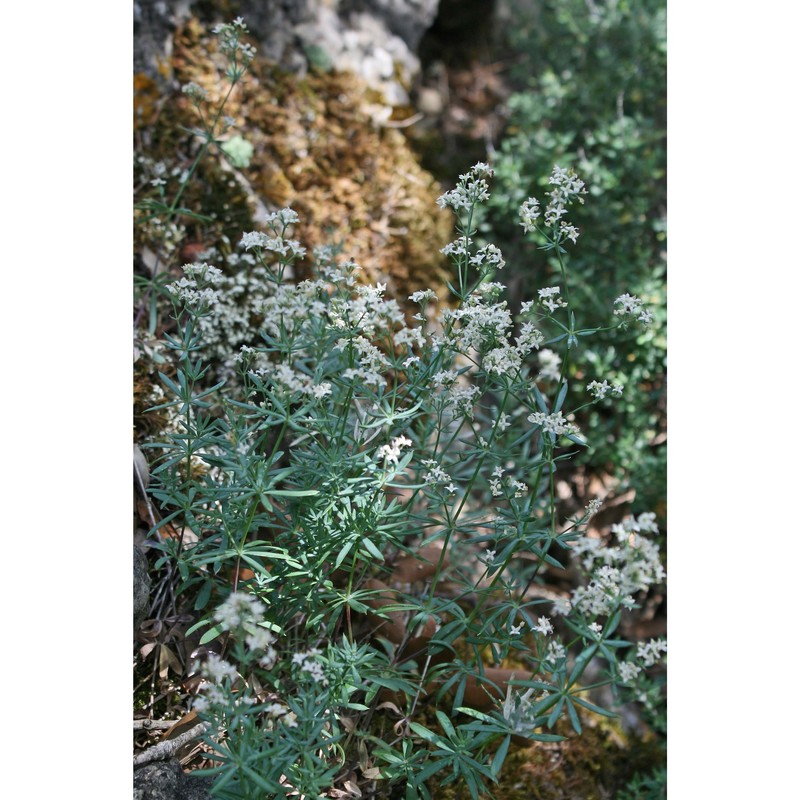 galium glaucophyllum schmid