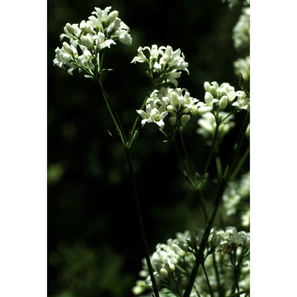 galium glaucum l.