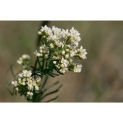 galium glaucum l.