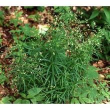 galium laevigatum l.