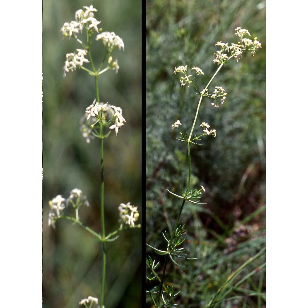 galium lucidum all.