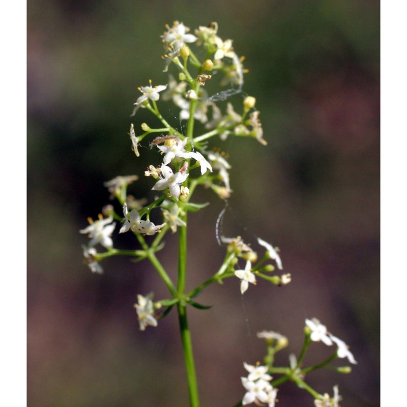 galium lucidum all.