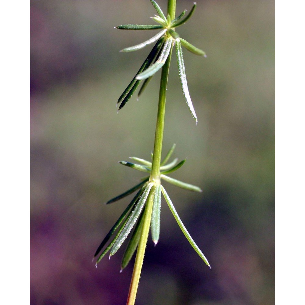 galium lucidum all.