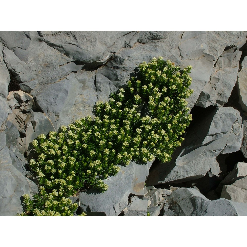 galium magellense ten.