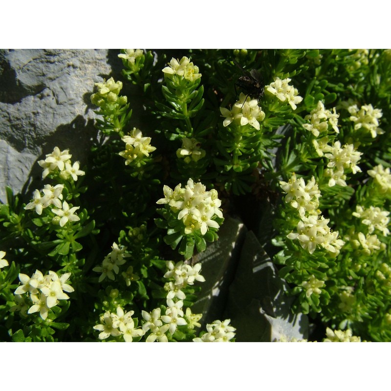 galium magellense ten.