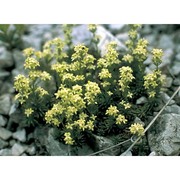 galium margaritaceum a. kern.