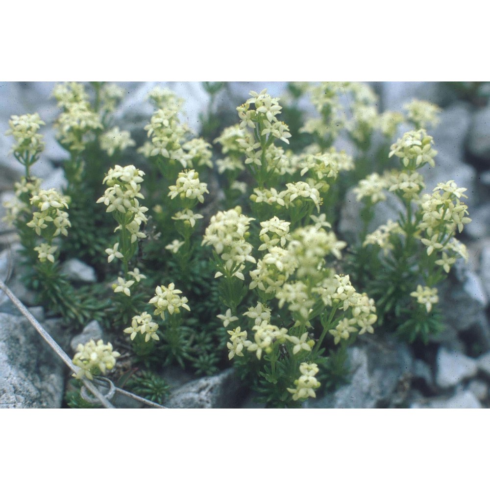 galium margaritaceum a. kern.