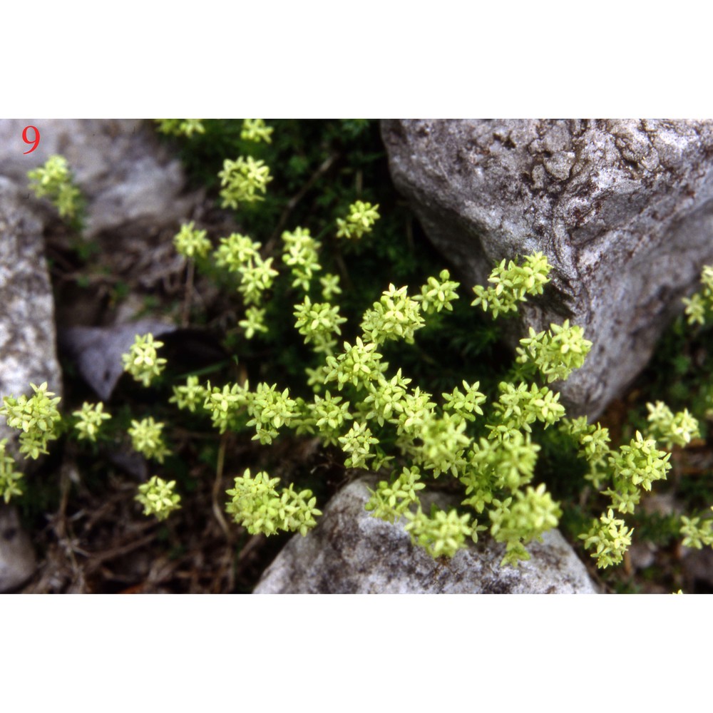 galium margaritaceum a. kern.