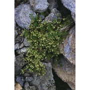 galium megalospermum all.