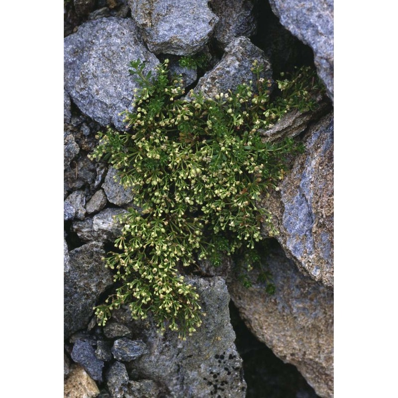 galium megalospermum all.