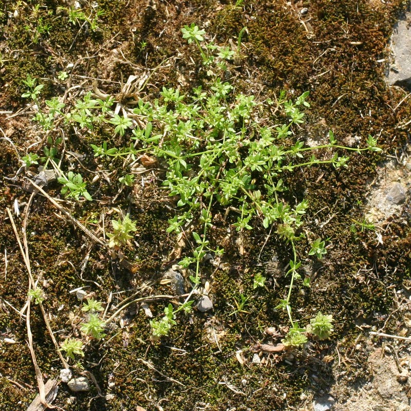 galium murale (l.) all.