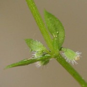 galium murale (l.) all.